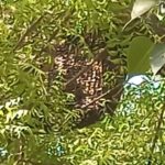 स्कूल में मधुमक्खियों का हमला: स्टाफ सदस्य घायल, शहर में बढ़ता खतरा बना चिंता का विषय